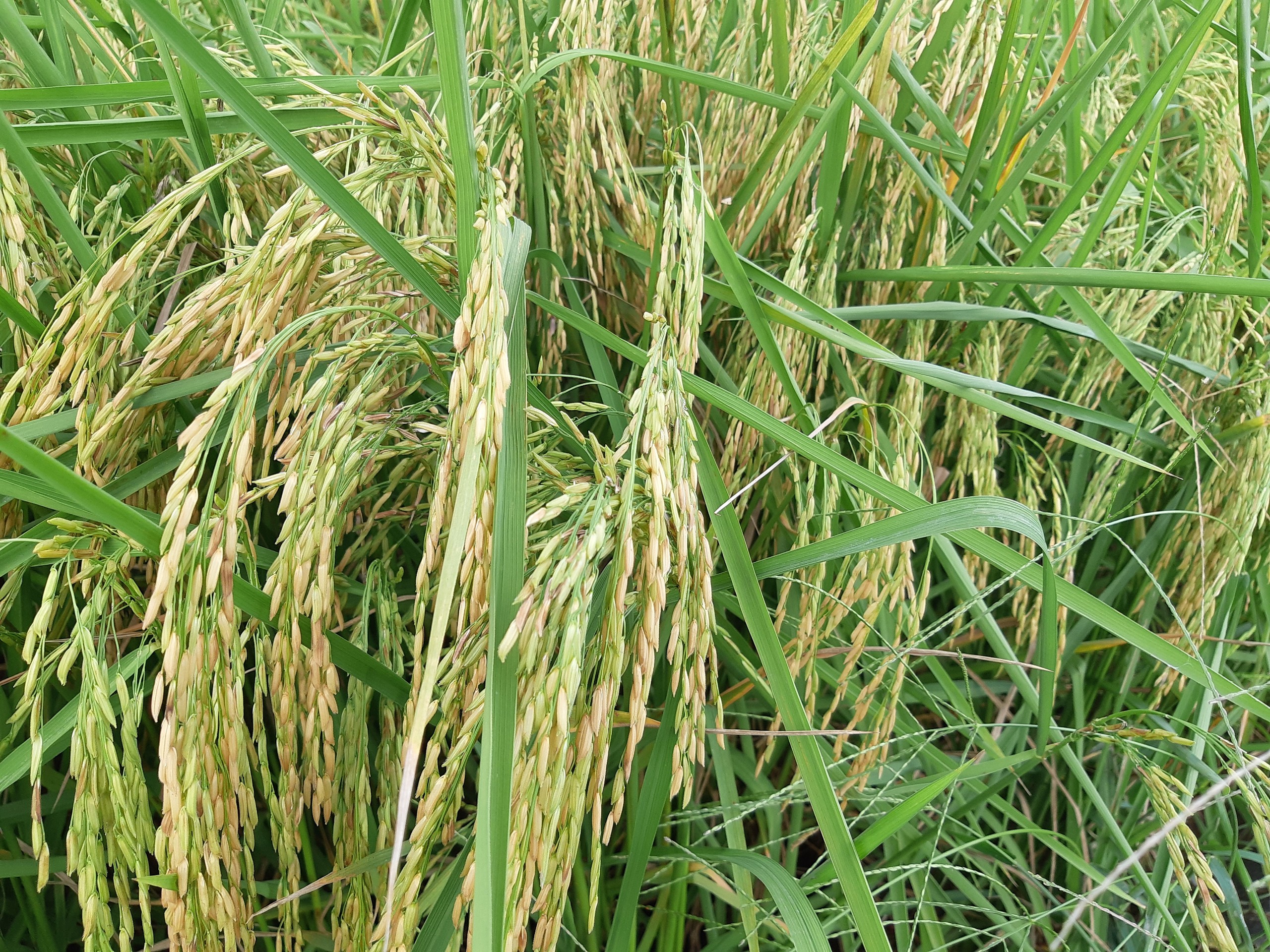 Gạo